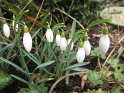 Snowdrops how to grow, planting, names of varieties. The Snowdrop.