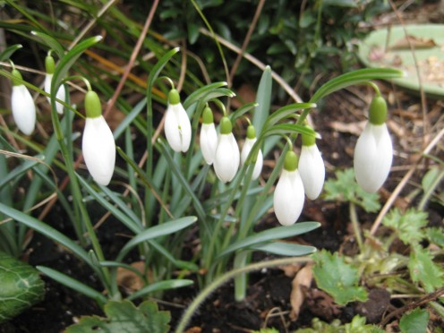 Photo: snowdrops in bloom