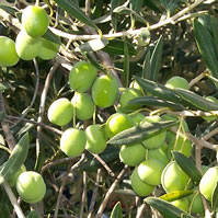 Olives