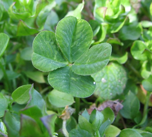 Clove Leaf