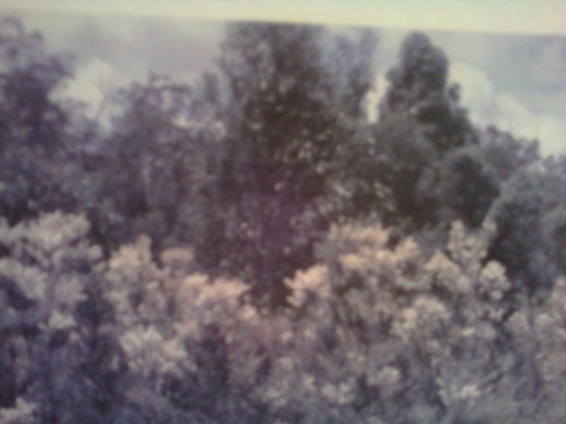 Tea Tree
