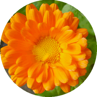 Calendula essential oil is rich in flavonoids and carotenoids. Commonly used as a carrier oil, it is good for treating skin redness, rashes, skin irritations, spider veins and varicose veins, amongst others.