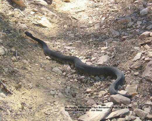 This particular So. Pacific Rattler seemed very relaxed during its photo shoot.