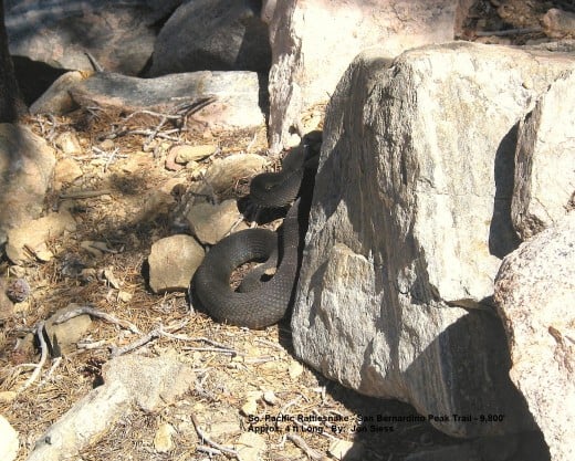 It hid by a rock where it felt safe. This area was laden with rodents and lizards.