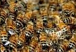 Bees that produces Honey