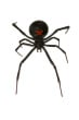 Here is the Black Widow! Her venom -neurotoxin- is the kind meant to paralyze prey. 