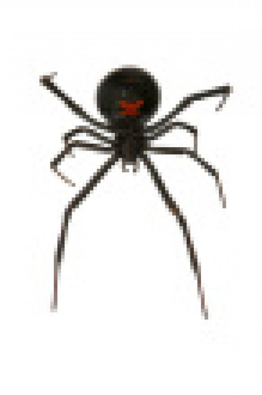 Don't Freak Out! Strange Facts About Our Friend The Spider | HubPages