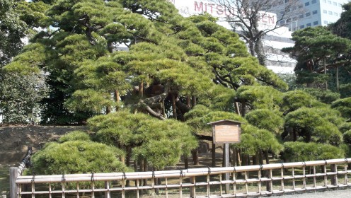 The impressive 300 year pine near the garden entrance