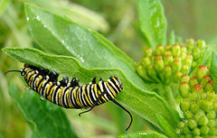 The Poisonous Caterpillar showing Warning Coloration munching on Milkweed.