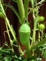 The beautiful, gilded Chrysalis fit for a King