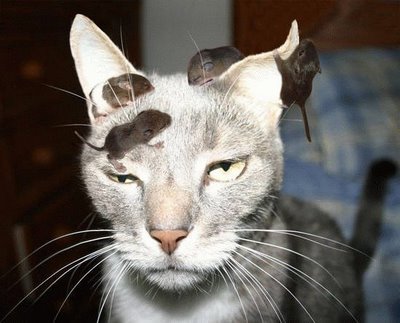 You stupid cat, you're supposed to catch the mice, by the way you ok, you look drunk!