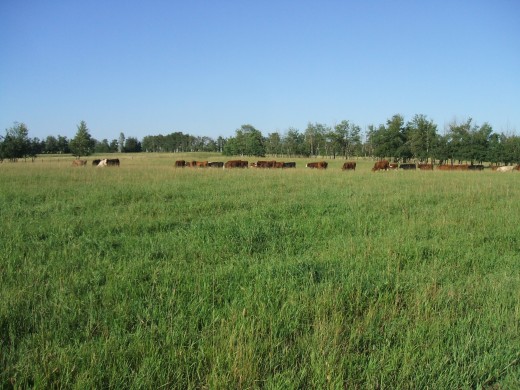 Healthy pasture = healthy livestock
