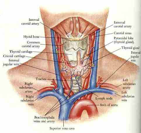 Thyroid