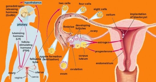 Female hormones