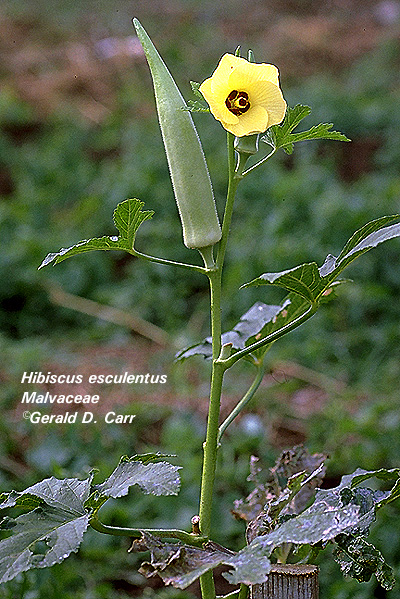 Hibiscus esculentus plant - sulfur yellow flowers and lady finger vegetable