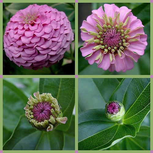 Pink Zinnia blossoms