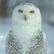Hootie profile image