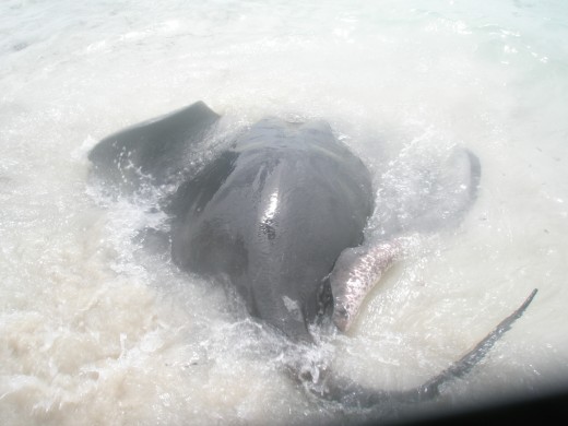 A manta ray came to say 'Hello' or 'Good Buy'?