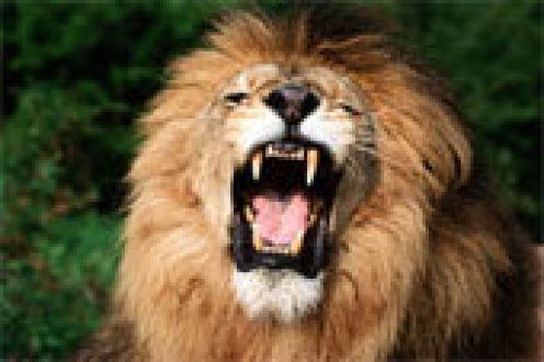 Fear overwhelmed them at the sound of my voice,many will gather against me but God has given me authority to take heed against all my enemies.I am the king of the Jungle. (Rossi)