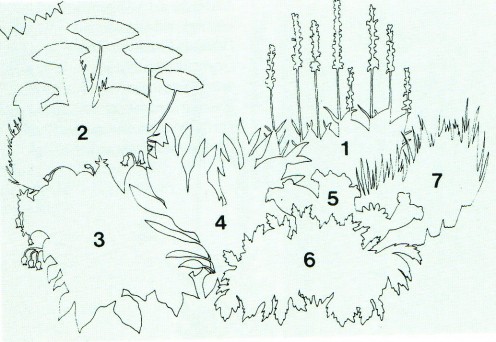 How to create a garden of aromatic plants