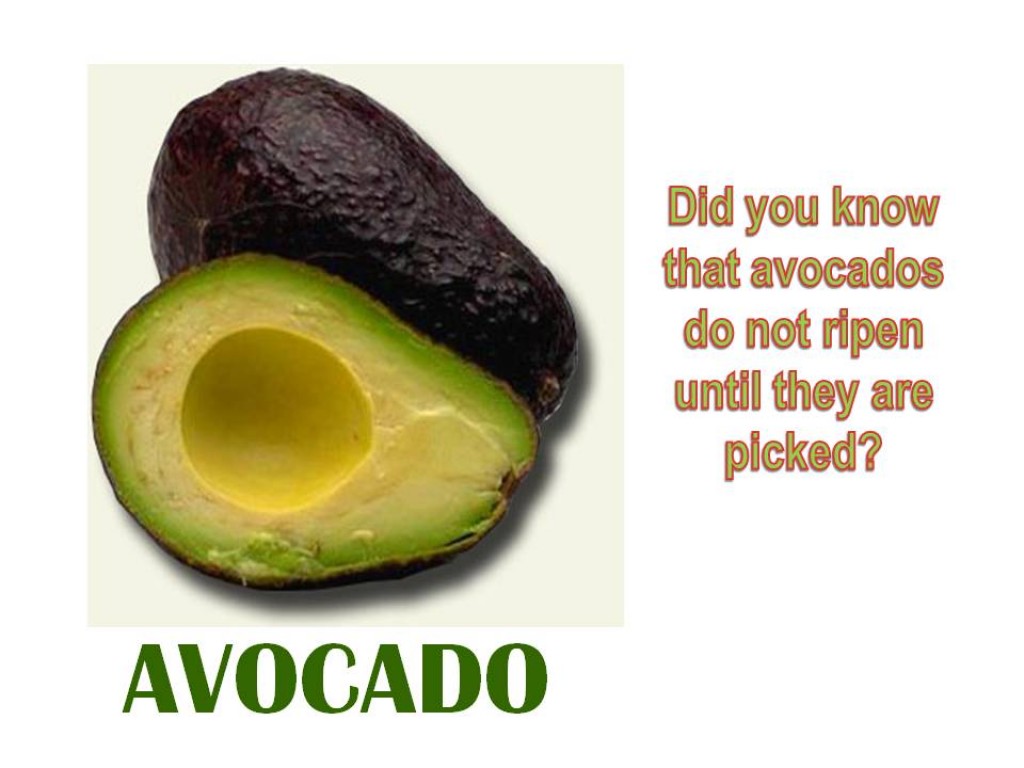 Information about Avocado HubPages