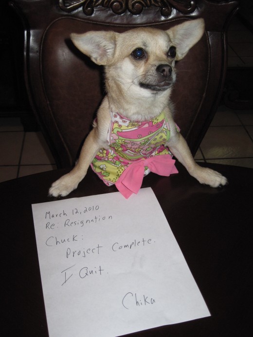 Chika tendering her resignation declaring that thirty days work was enough for this chihuahua