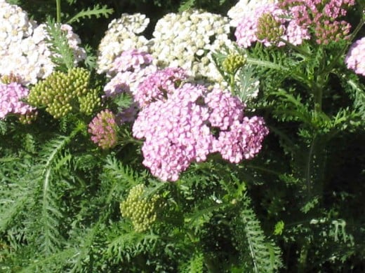 Light pink white yarrow medicinal flowers