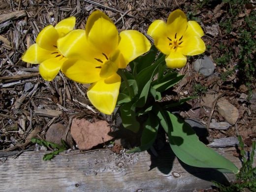 A lily from my garden with big, yellow blooms.