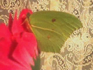 The yellow butterfly comes to pay a visit 2