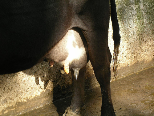 Chemical residues are stored in fatty tissues such as udders and can pass to the milk. Photo by jrubinic.
