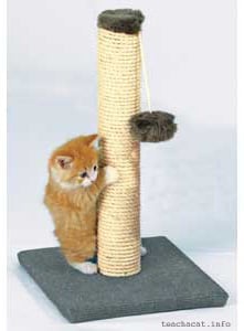 Scratching, stretching, climbing and playing - top favorite activities for any kitty! (c) teachacat.info