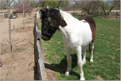 Developing into Beautiful Horse Developing into Beautiful Horse