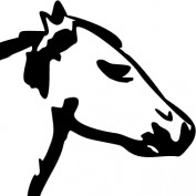 Csib profile image