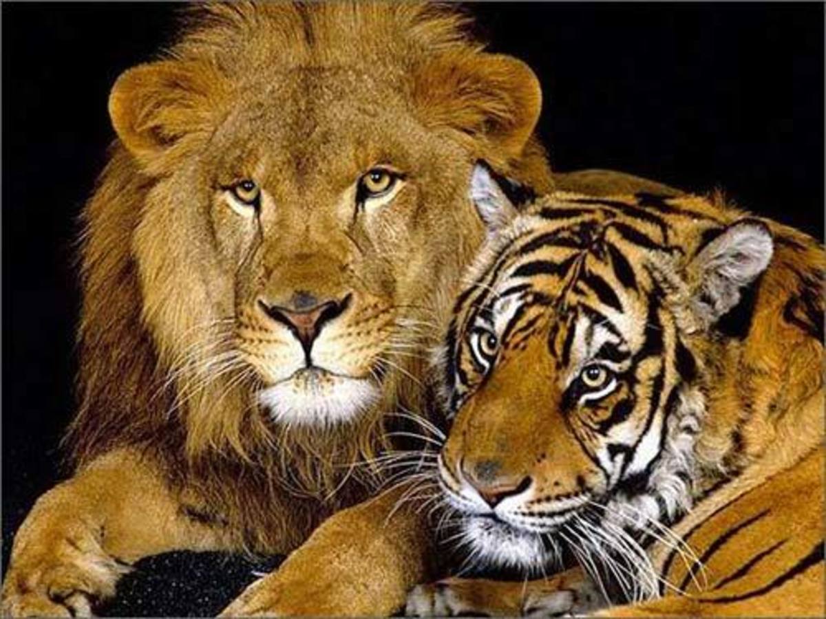 Lions Vs Tigers Real King Of Beasts Hubpages