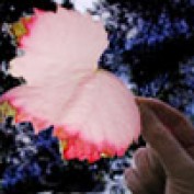 meenu_k_ind profile image