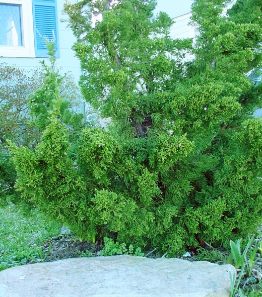 Perennials for Shady Gardens Zone 9 | Orange County Master Gardeners