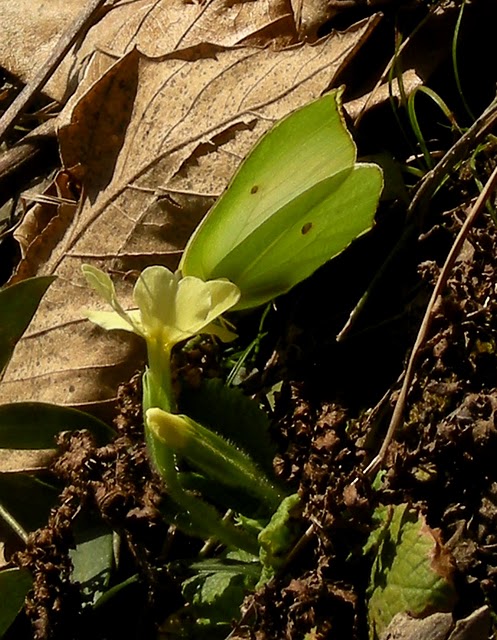 a butterfly on a primrose's bud