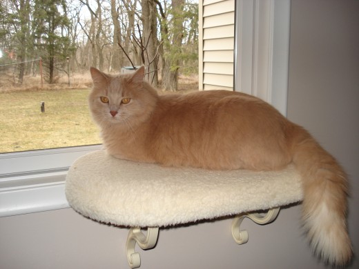 Here I am sitting on my perch.