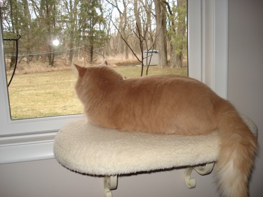 Surveying my territory!