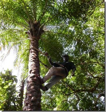 Source of the PALM WINE.