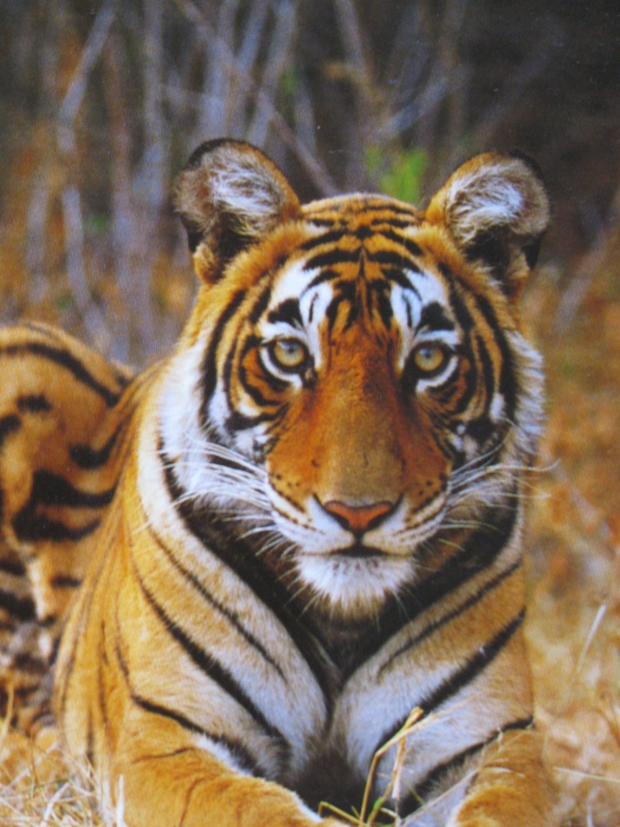 short essay on save tigers