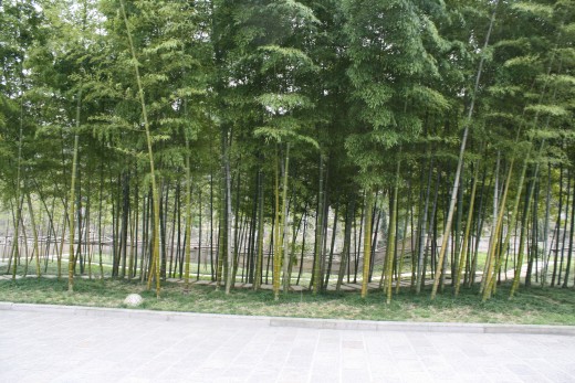 Bamboo grove