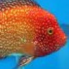 Cichlid Fish profile image