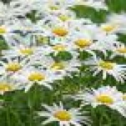 aleida_77 profile image