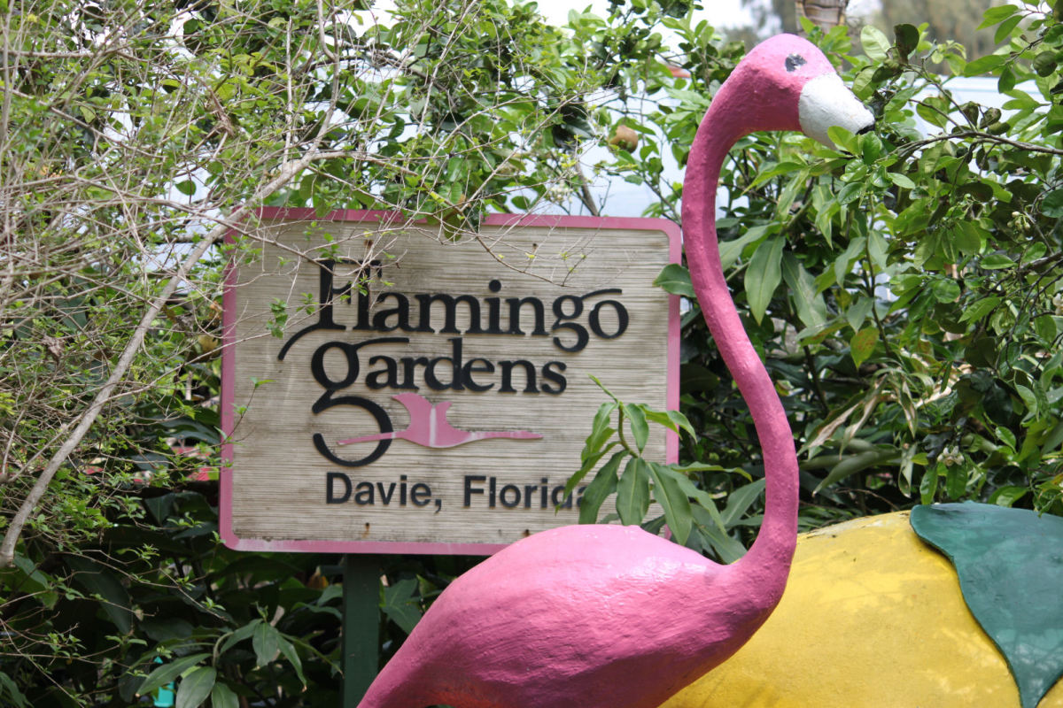 golden garden flamingo travel town