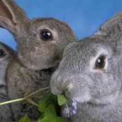 The Info-Bunnie profile image