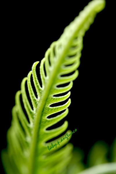 A fern leaf or frond