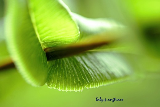 close-up of a fern leaflet