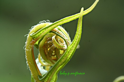 young leaf of fern showing a future crozier