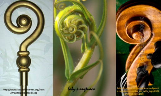 Crozier -Fern- Fiddlehead                                  Left and Right Photos from stnicolascenter.org and from Shutterstock